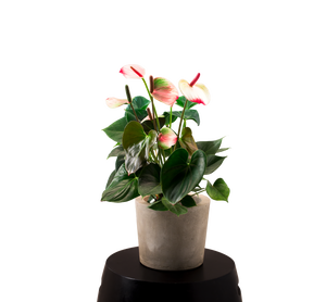 Floral Potted Plant